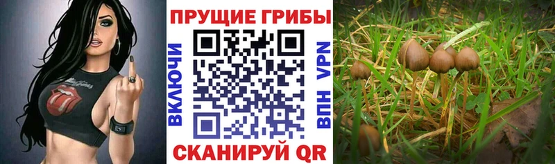 как найти наркотики  Суджа  Галлюциногенные грибы прущие грибы 